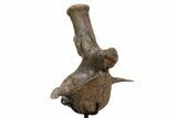 Triceratops Caudal Vertebra on Metal Stand - Wyoming #382490-5